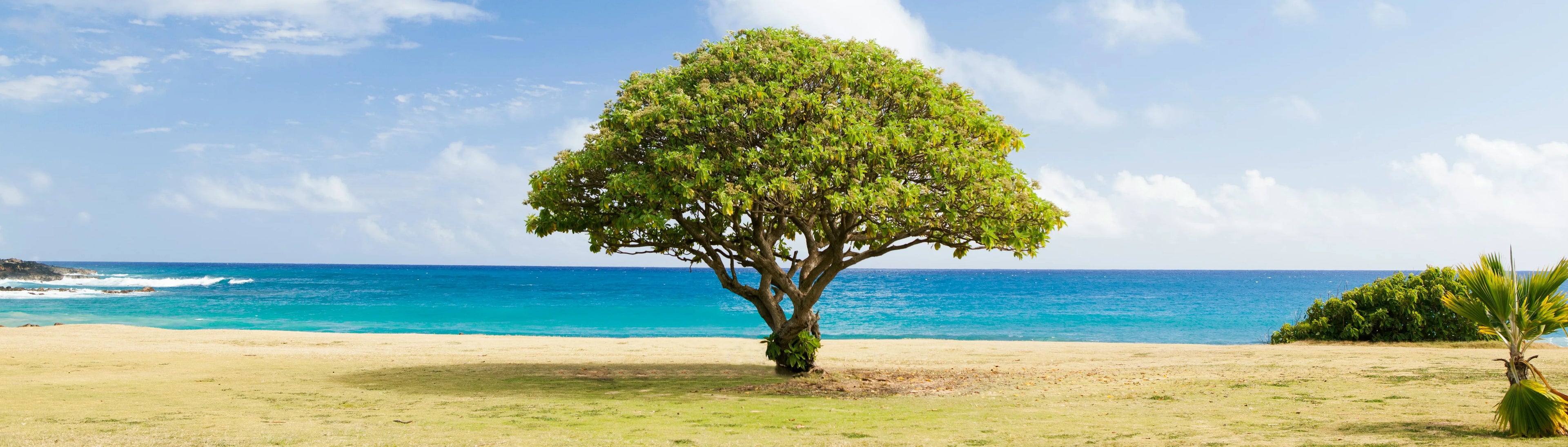 Bright green tree on a sunny tropical beach with clear blue ocean waters.